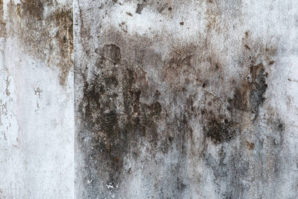 Best Comprehensive Air Testing for Mold Contaminants  in Topton, PA