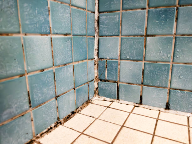 Best Post-Construction Mold Inspection  in Topton, PA